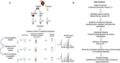 Distinguishing Signal From Noise in Immunopeptidome Studies of Limiting-Abundance Biological Samples: Peptides Presented by I-Ab in C57BL/6 Mouse Thymus